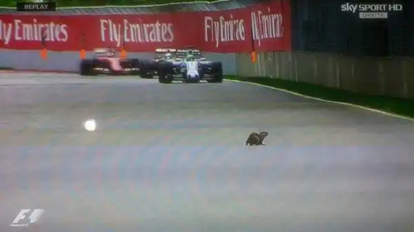 Curiosità a Montreal, dove durante il Gran Premio del Canada una marmotta ha invaso la pista. L'animaletto, fortunatamente, è stato evitato dalle vetture e si è riparato incolume sul prato.