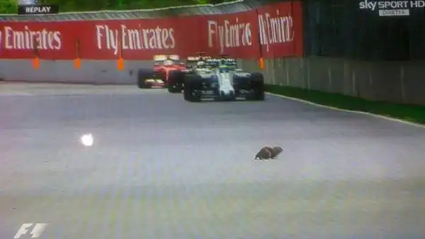Curiosità a Montreal, dove durante il Gran Premio del Canada una marmotta ha invaso la pista. L'animaletto, fortunatamente, è stato evitato dalle vetture e si è riparato incolume sul prato.