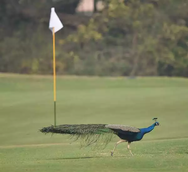 I campi da golf sono ormai sparsi in tutto il pianeta, immersi spesso in oasi naturali di rara bellezza, non è raro invece incontrarvi animali delle specie più svariate che si aggirano nei dintorni.