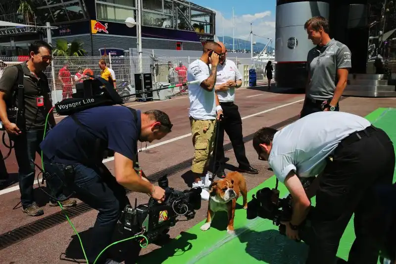Roscoe, il bulldog di Lewis Hamilton, è una vera star