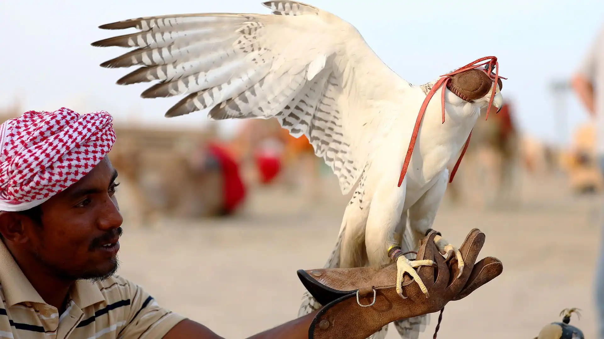 Una foto curiosa in Qatar