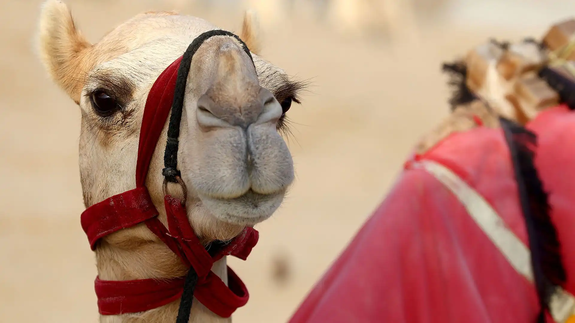 Una foto curiosa in Qatar