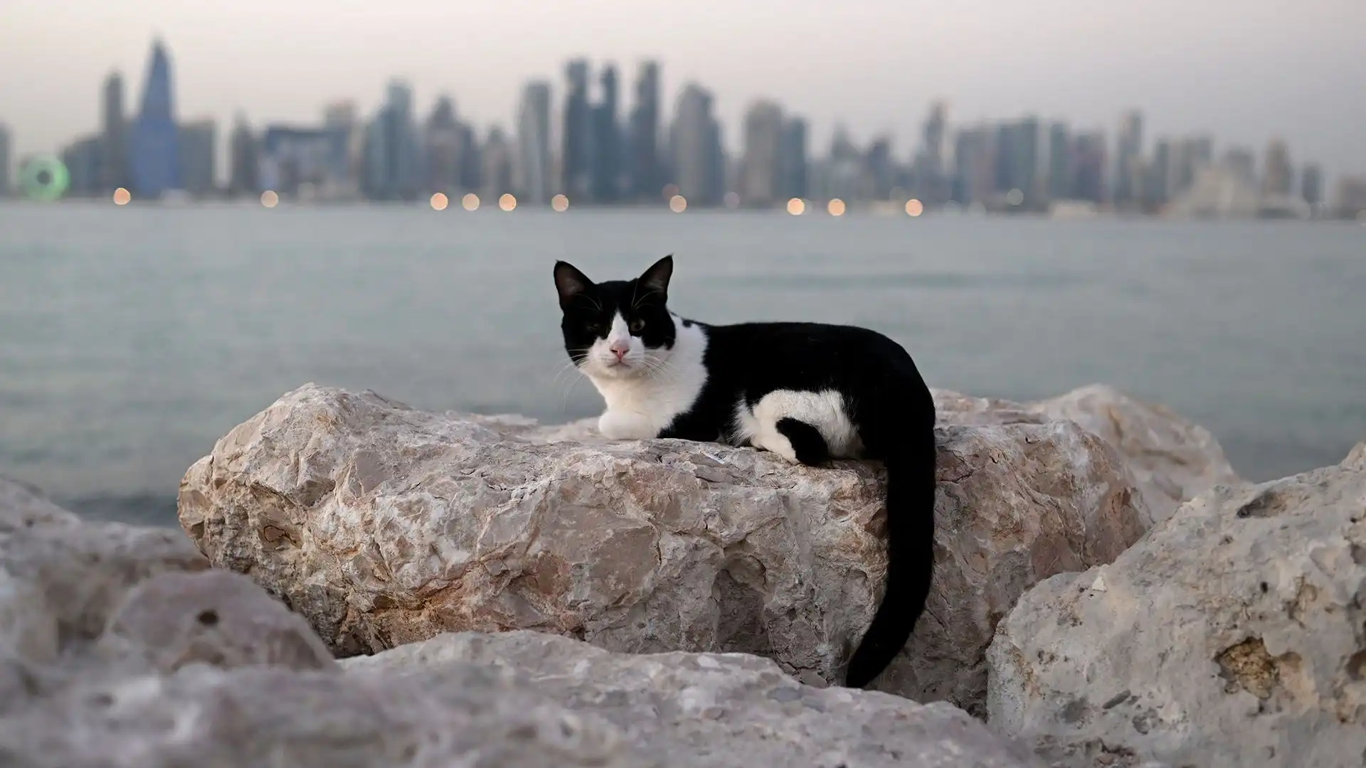 Una foto curiosa in Qatar