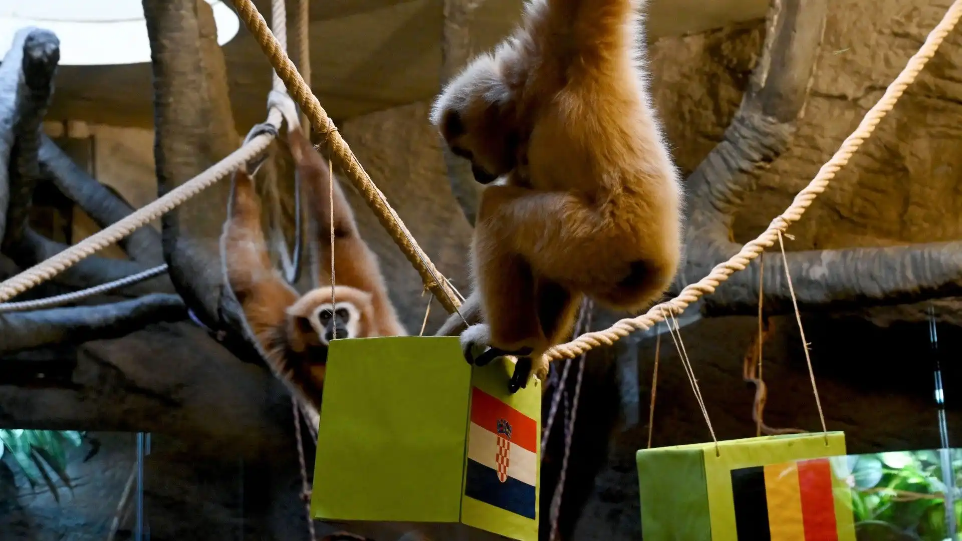 Mondiali: una scimmia prevede chi vincerà tra Croazia e Belgio. Le foto
Lo show si è tenuto allo zoo di Zagabria