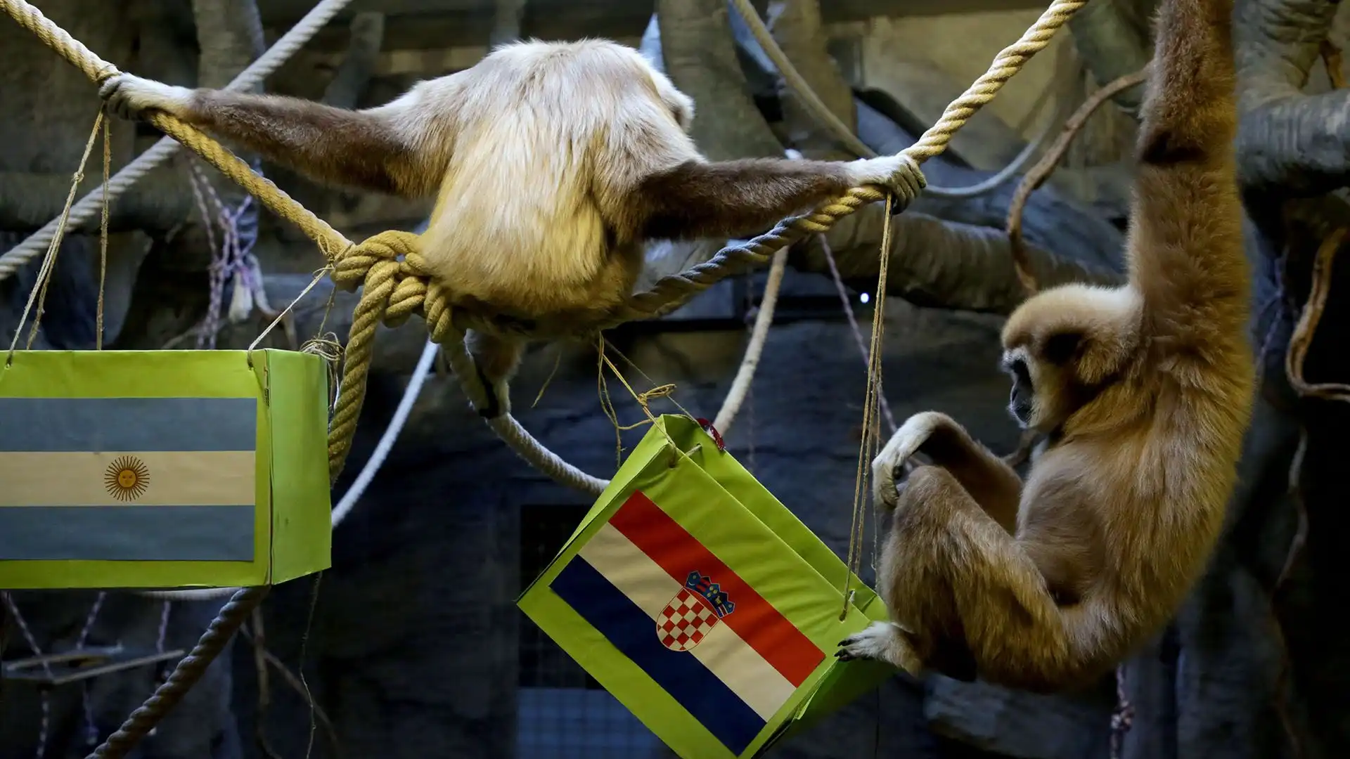 Lo show si è tenuto allo zoo di Zagabria