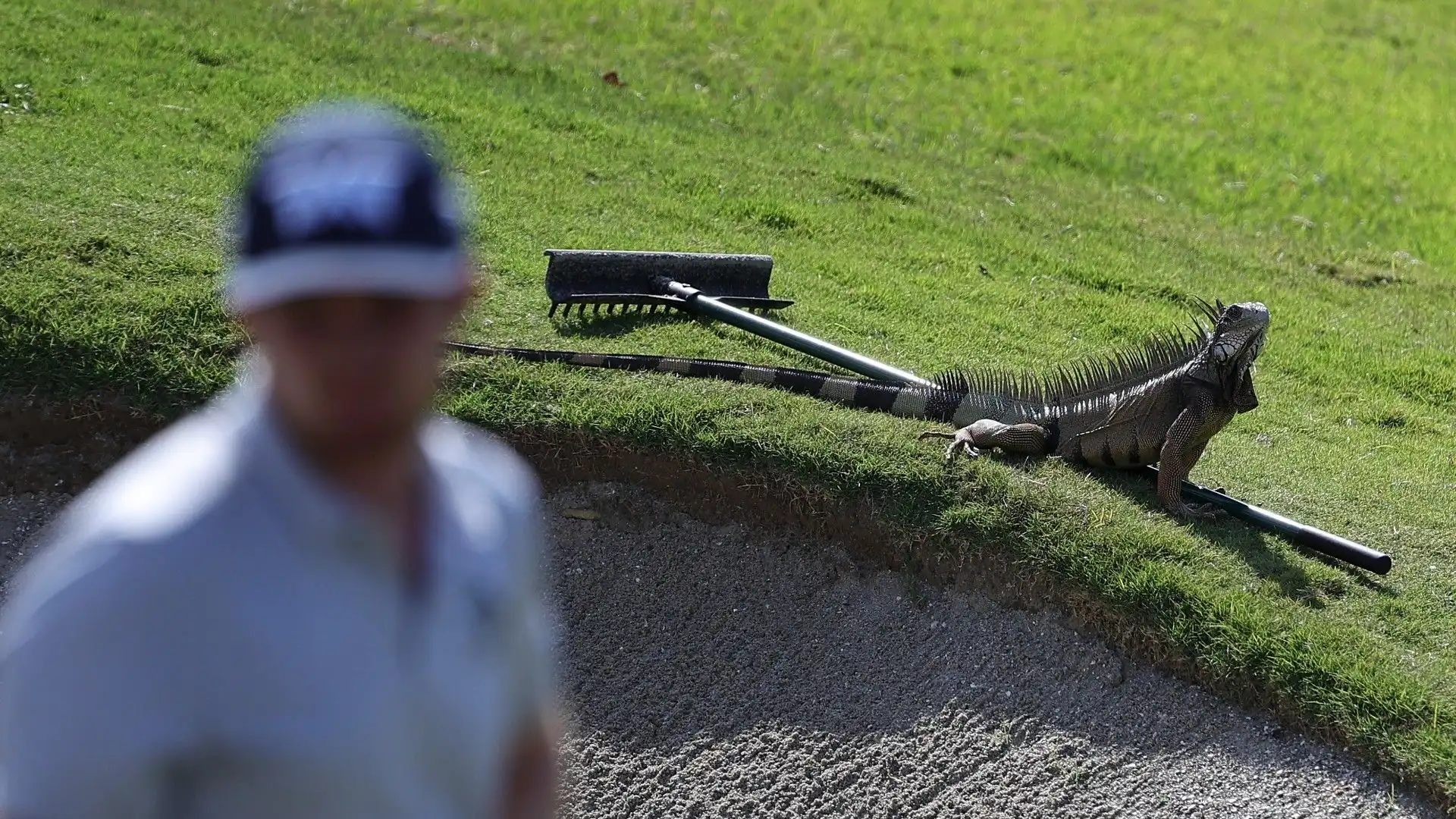 Un'iguana invade il campo da golf: le foto