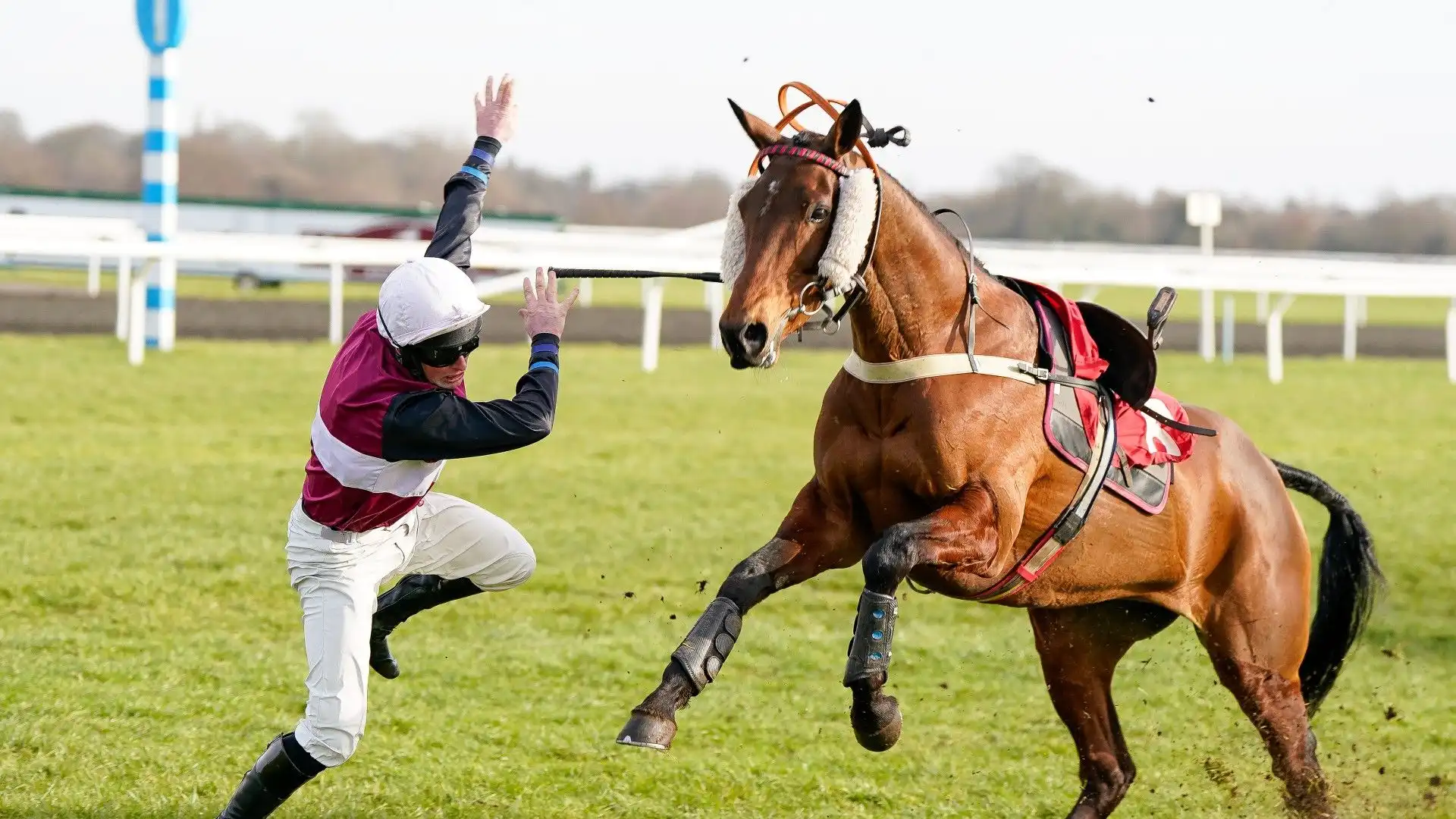 Disavventura per Shane Quinlan, disarcionato dal suo cavallo Joyful Kit all'ippodromo di Kempton Park, nel Regno Unito