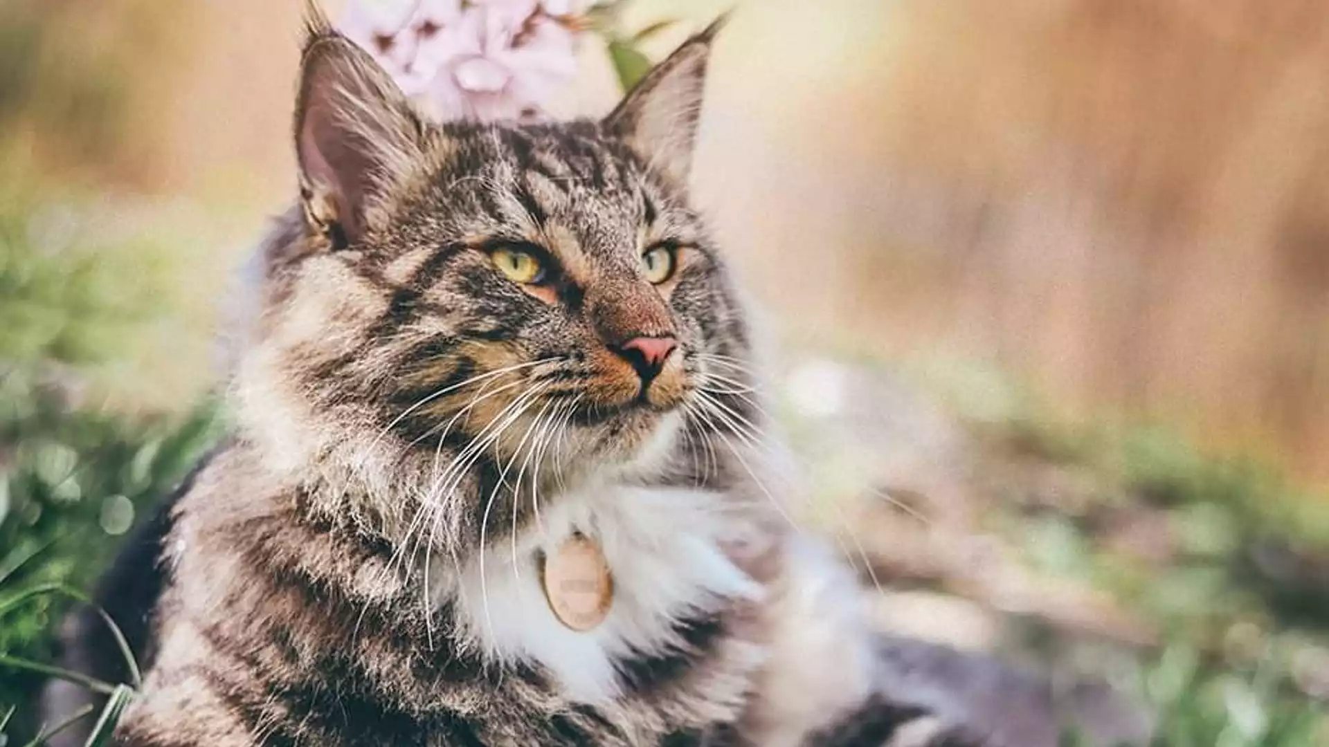 Un gatto pulito è sinonimo di vita serena e totale benessere