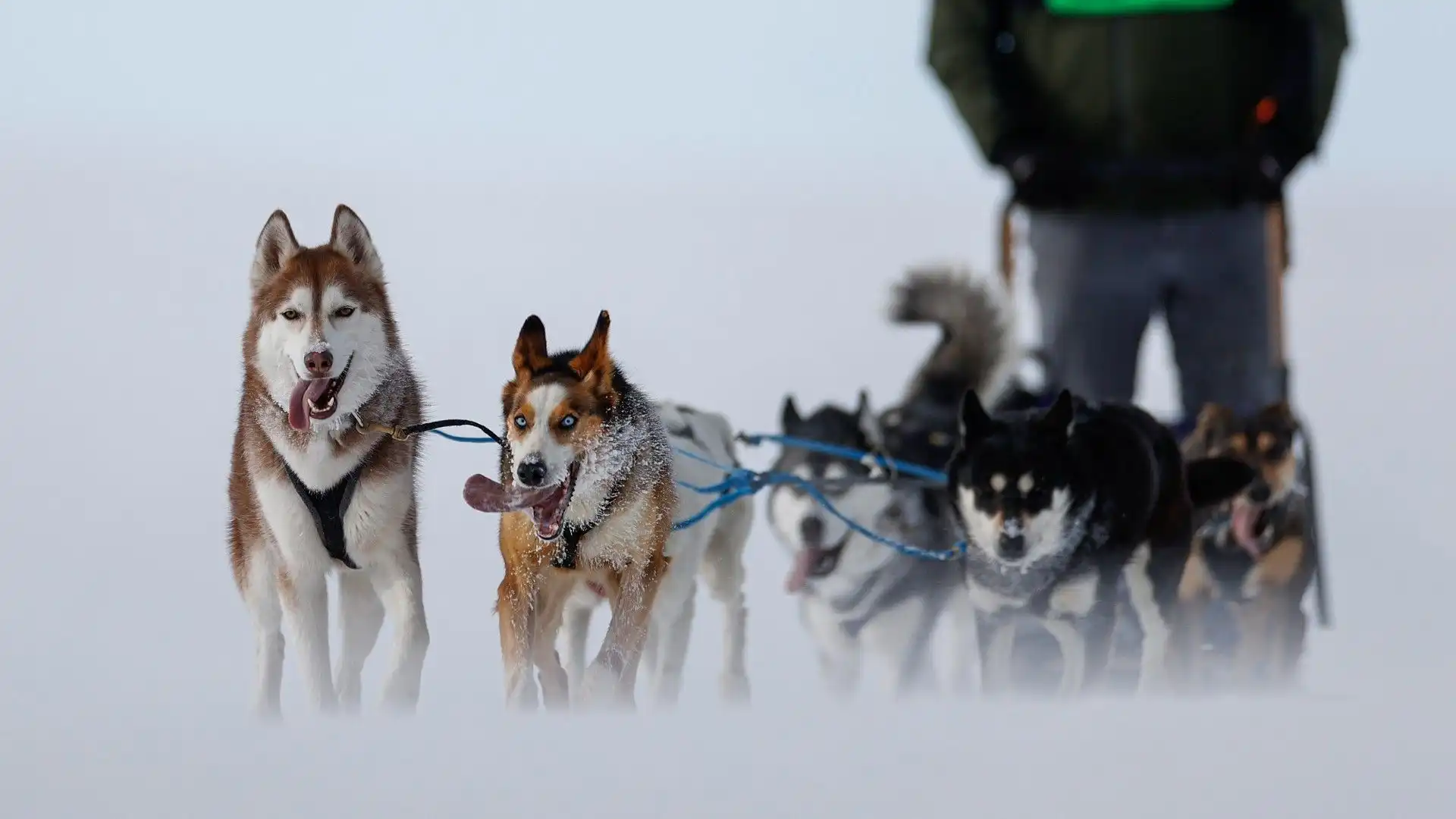 Cani e velocità: le spettacolari immagini della corsa sulla neve
