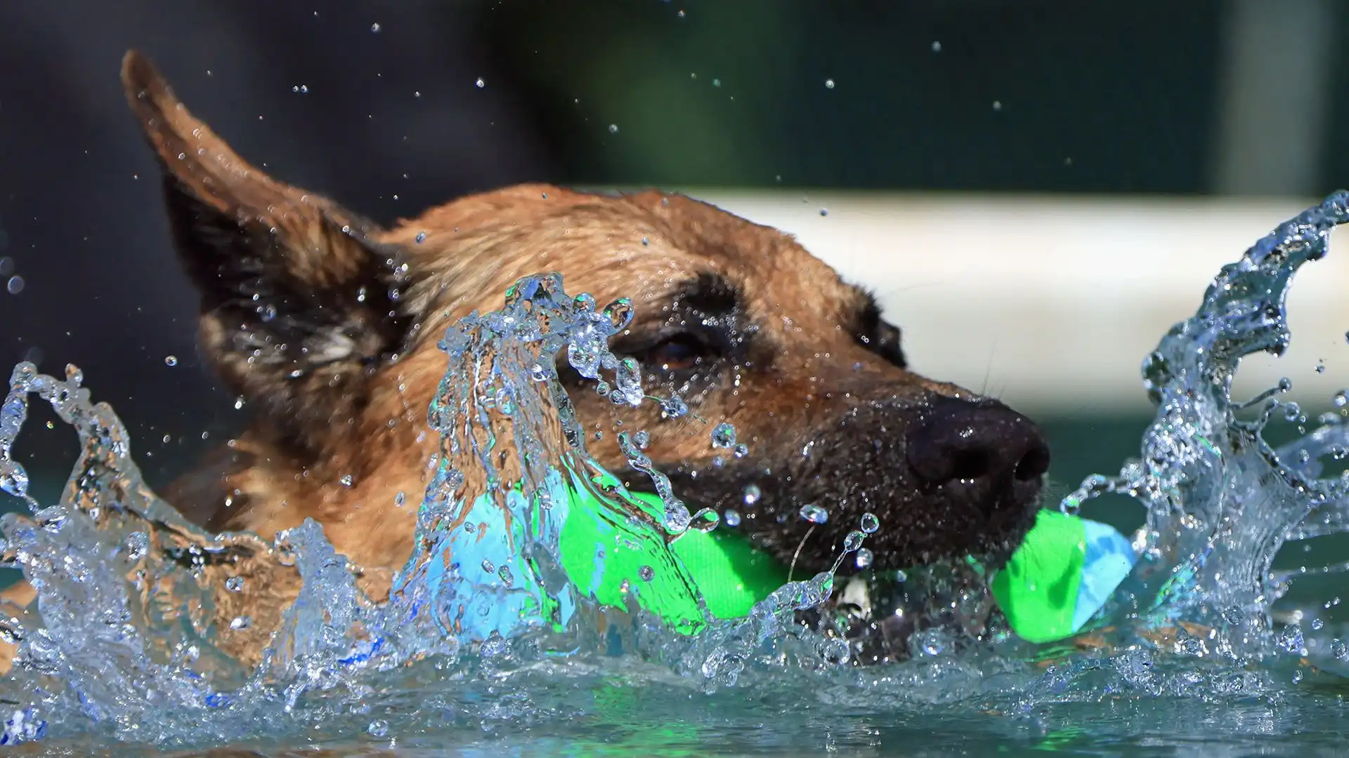 I cani si divertono moltissimo in acqua
