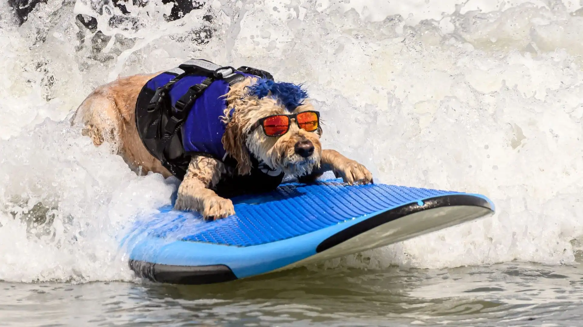 Questi cani fanno surf! Le divertentissime foto