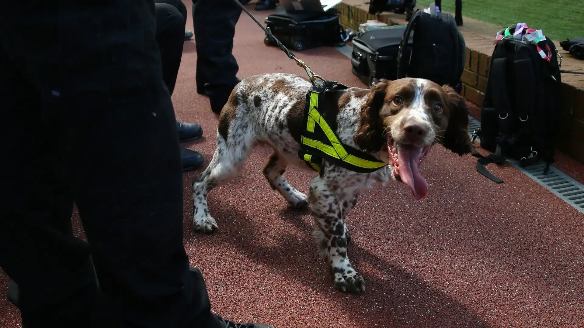 Gli addestratori lavorano costantemente con i cani poliziotto per mantenere e migliorare le loro competenze di ricerca e rilevamento