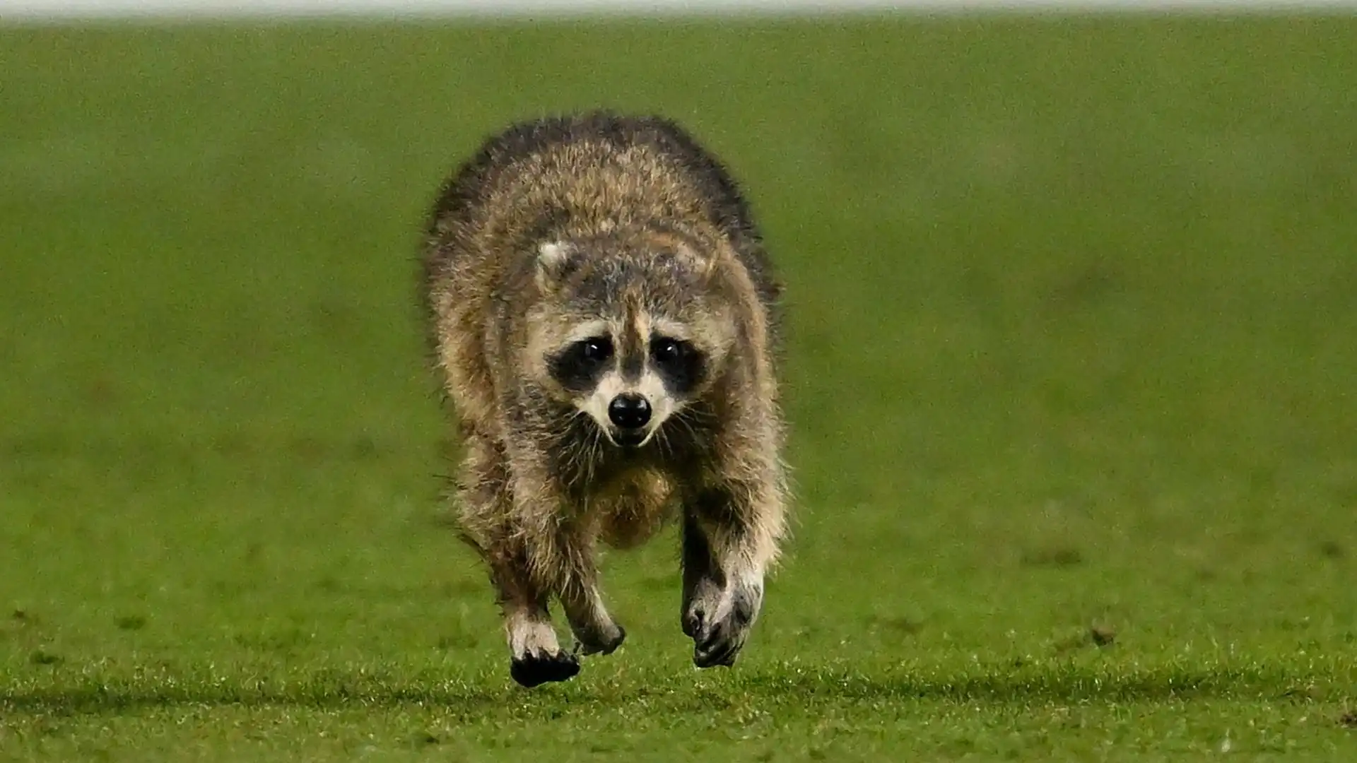 Un procione ha invaso il campo durante la partita di MLS tra Philadelphia e New York City FC