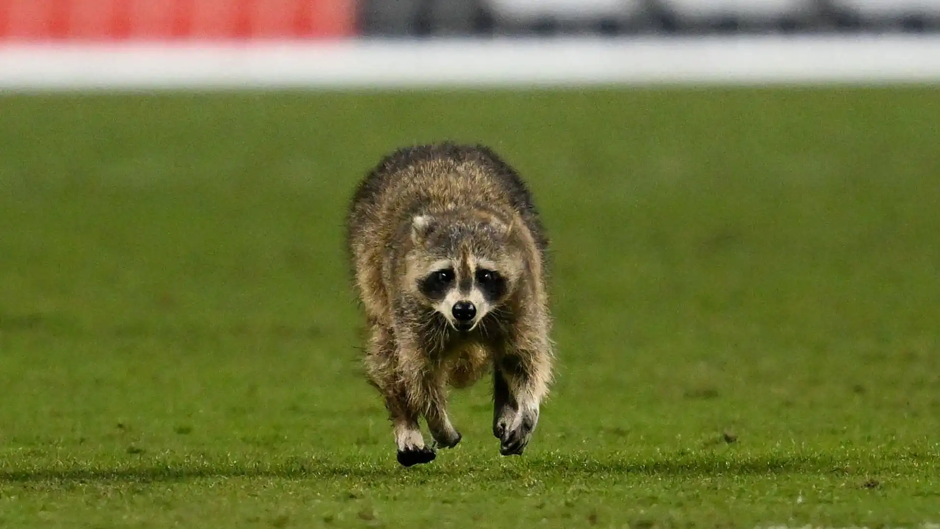 Inizialmente Raquinho è riuscito a sfuggire, dribblando gli assistenti che hanno provato a catturarlo