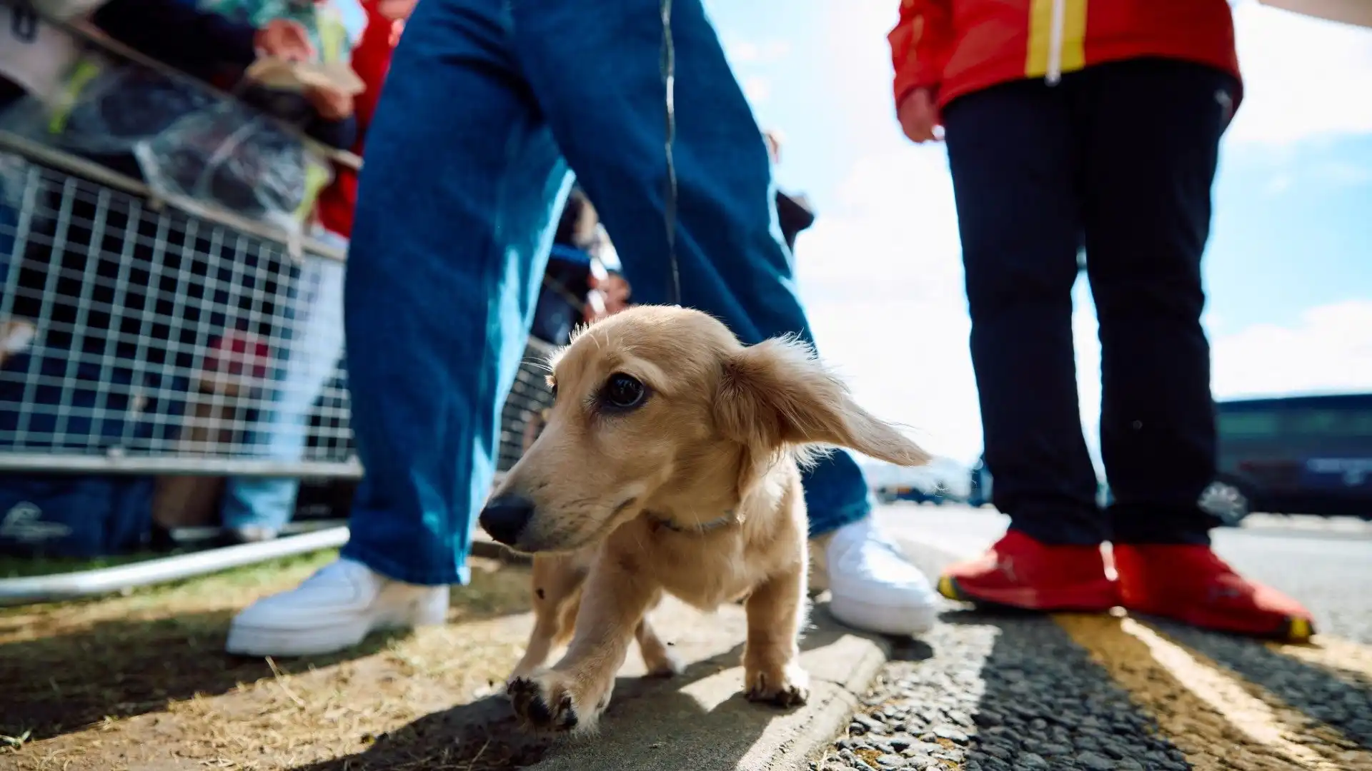 Come tutti i cuccioli, Leo è molto vivace e si diverte a correre tra i box