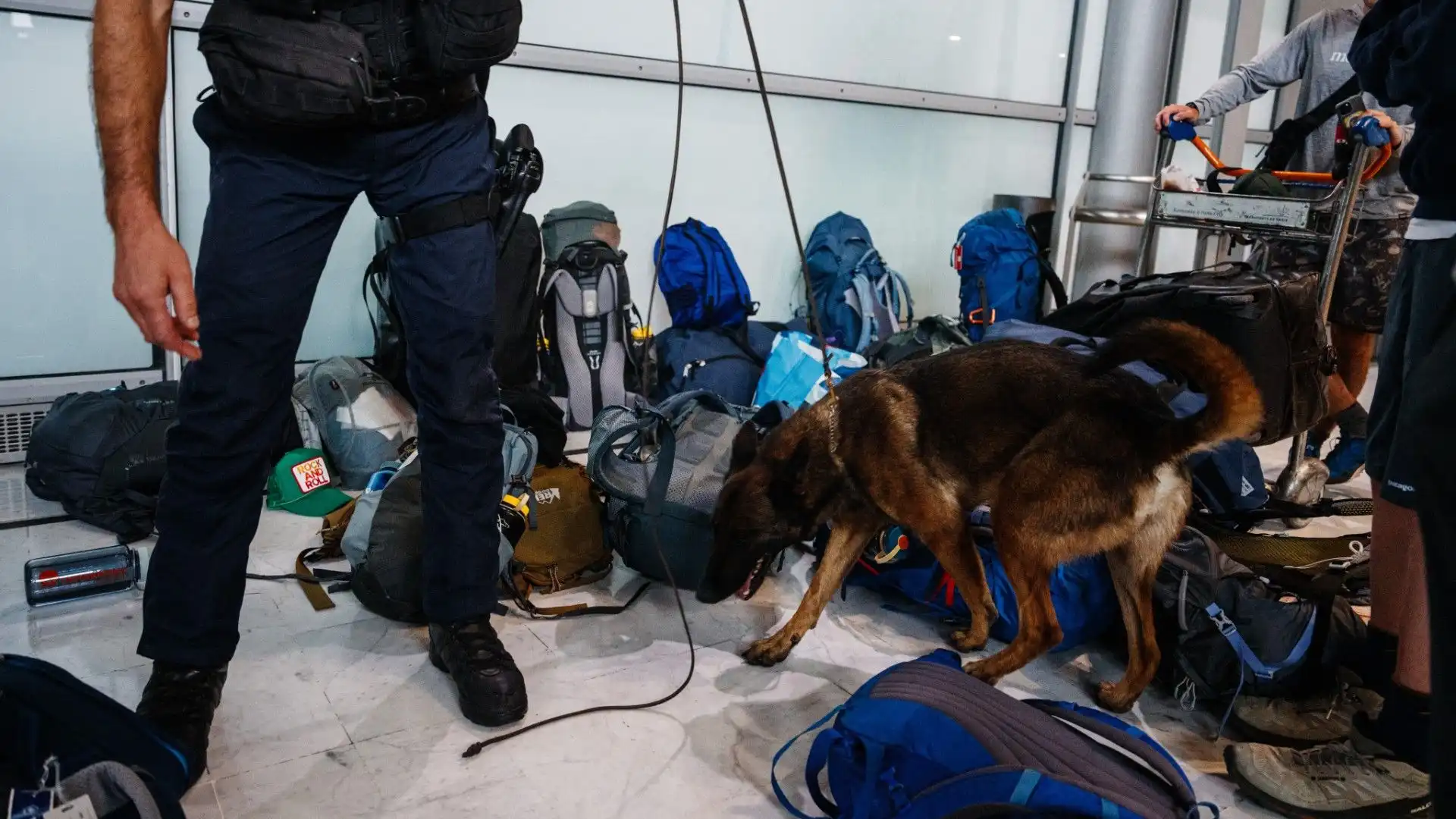 I cani della polizia sono in grado di fiutare anche materiale esplosivo