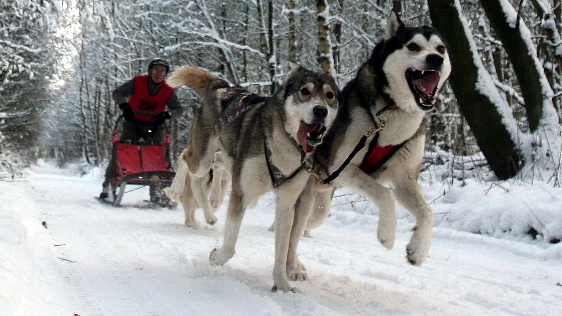 Schegge nella neve: le spettacolari foto delle corse con i cani da slitta