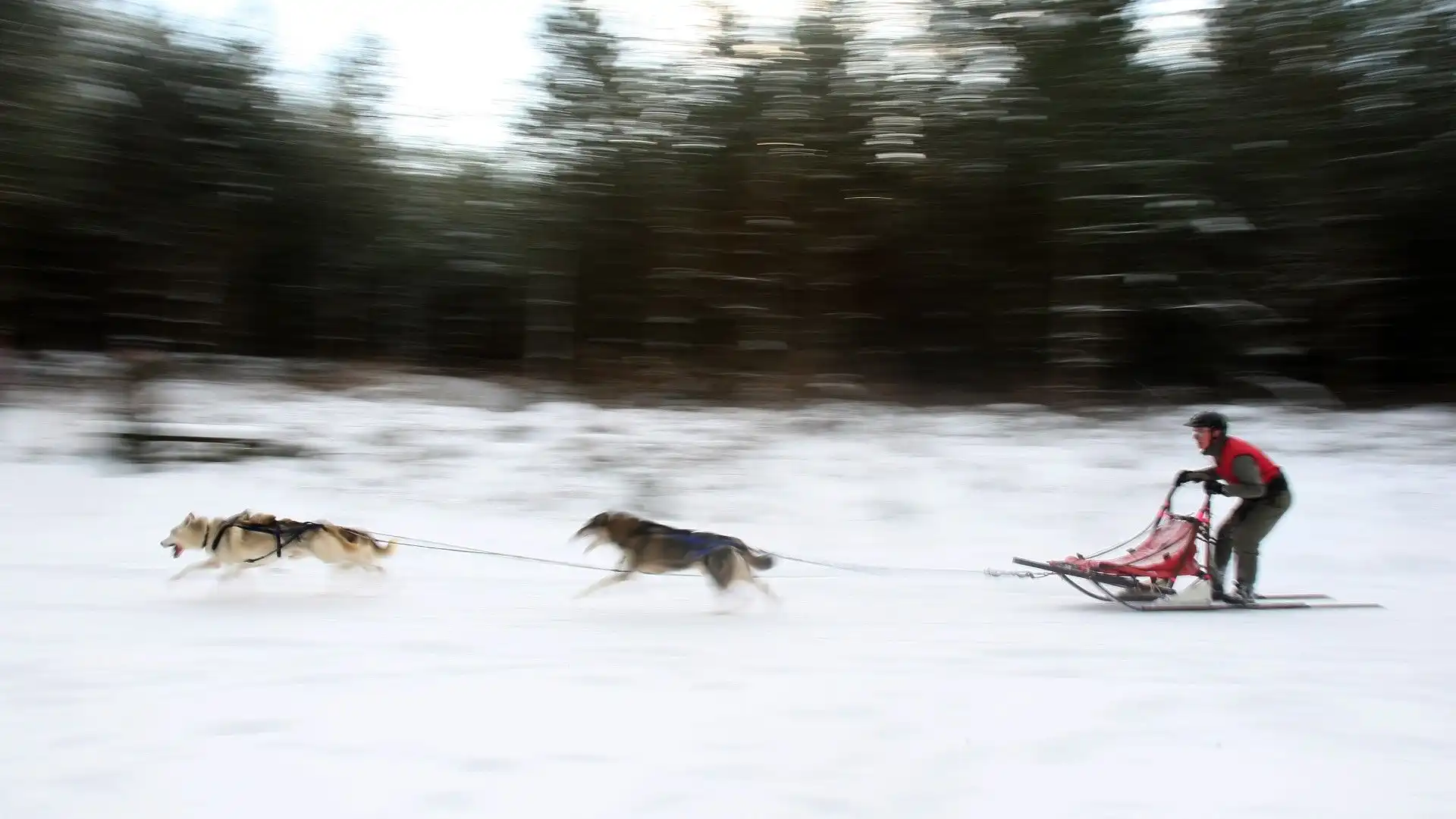 Si tratta di uno sport invernale praticato su slitte trainate da cani guidate da un conduttore