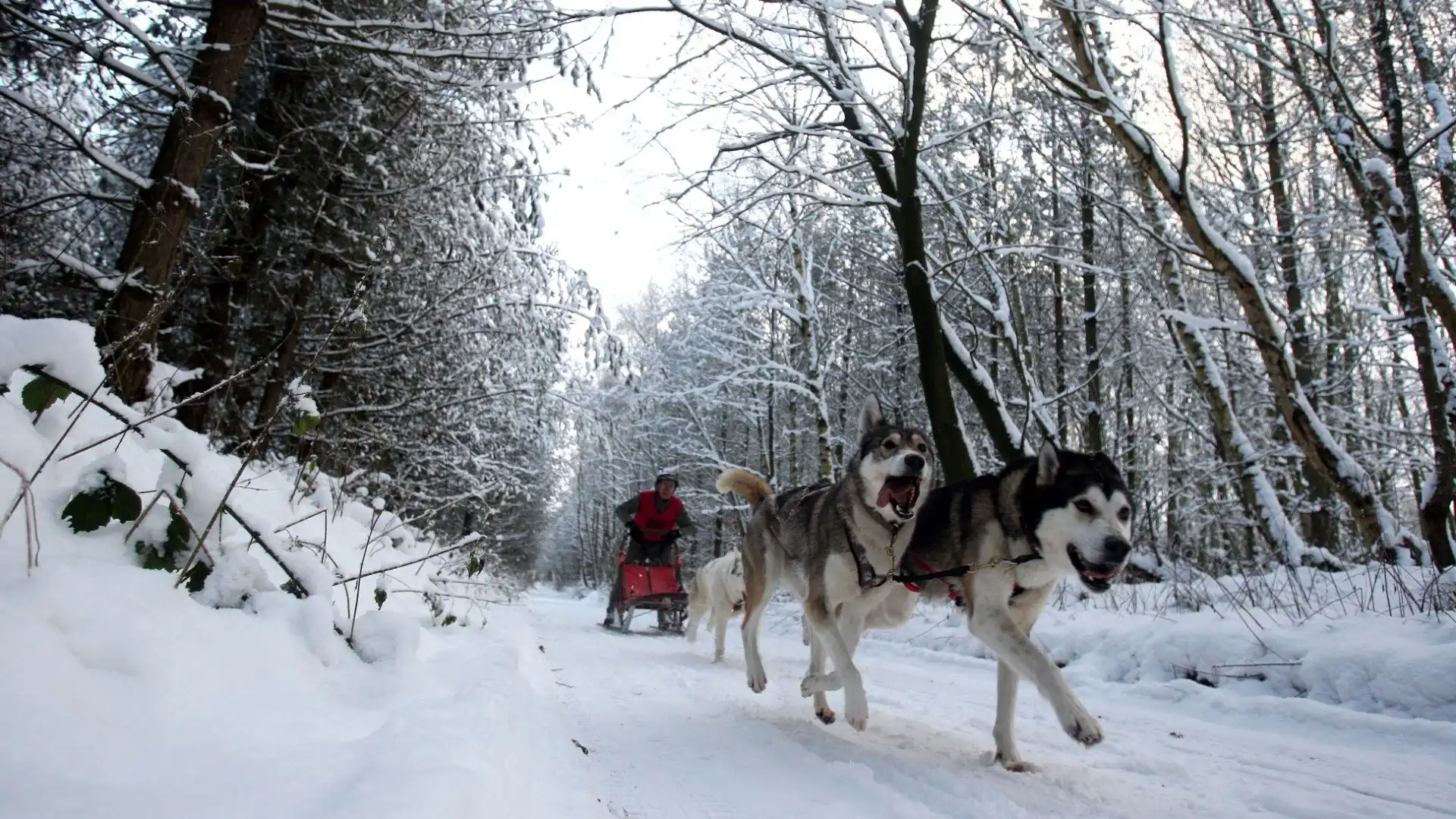 Solitamente vengono impiegati Siberian Husky e Alaskan Malamute