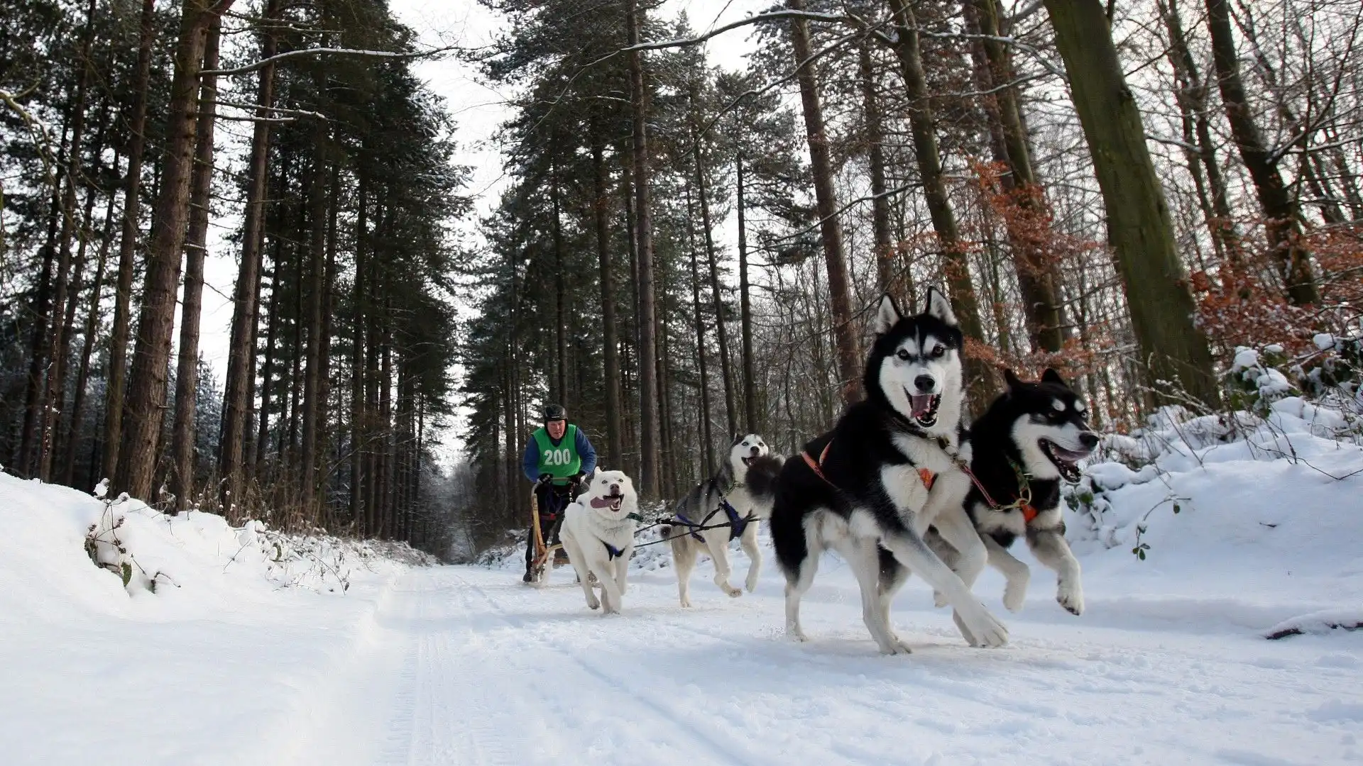 L'utilizzo di cani di razza nordica s'addice naturalmente alle temperature rigide