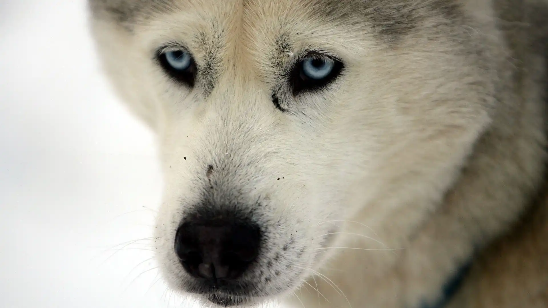 Servono cani forzuti e abituati a temperature gelide