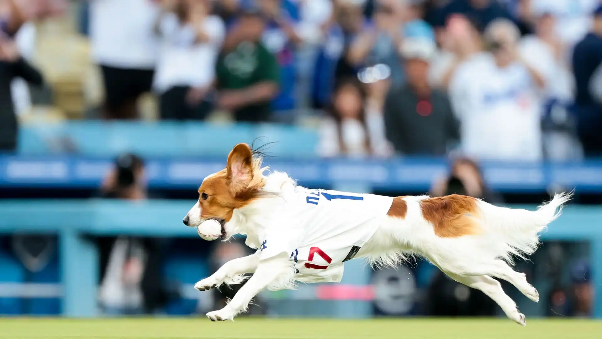 Su segnale di Ohtani, il cagnolino ha portato la palla in bocca dal monte di lancio al piatto