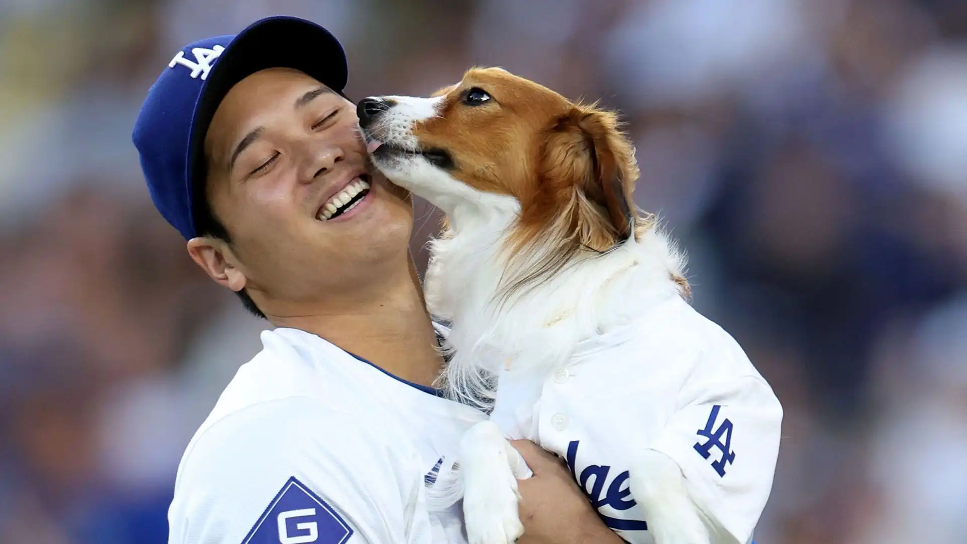 Ohtani commuove tutti con il suo cane, poi è spietato in campo