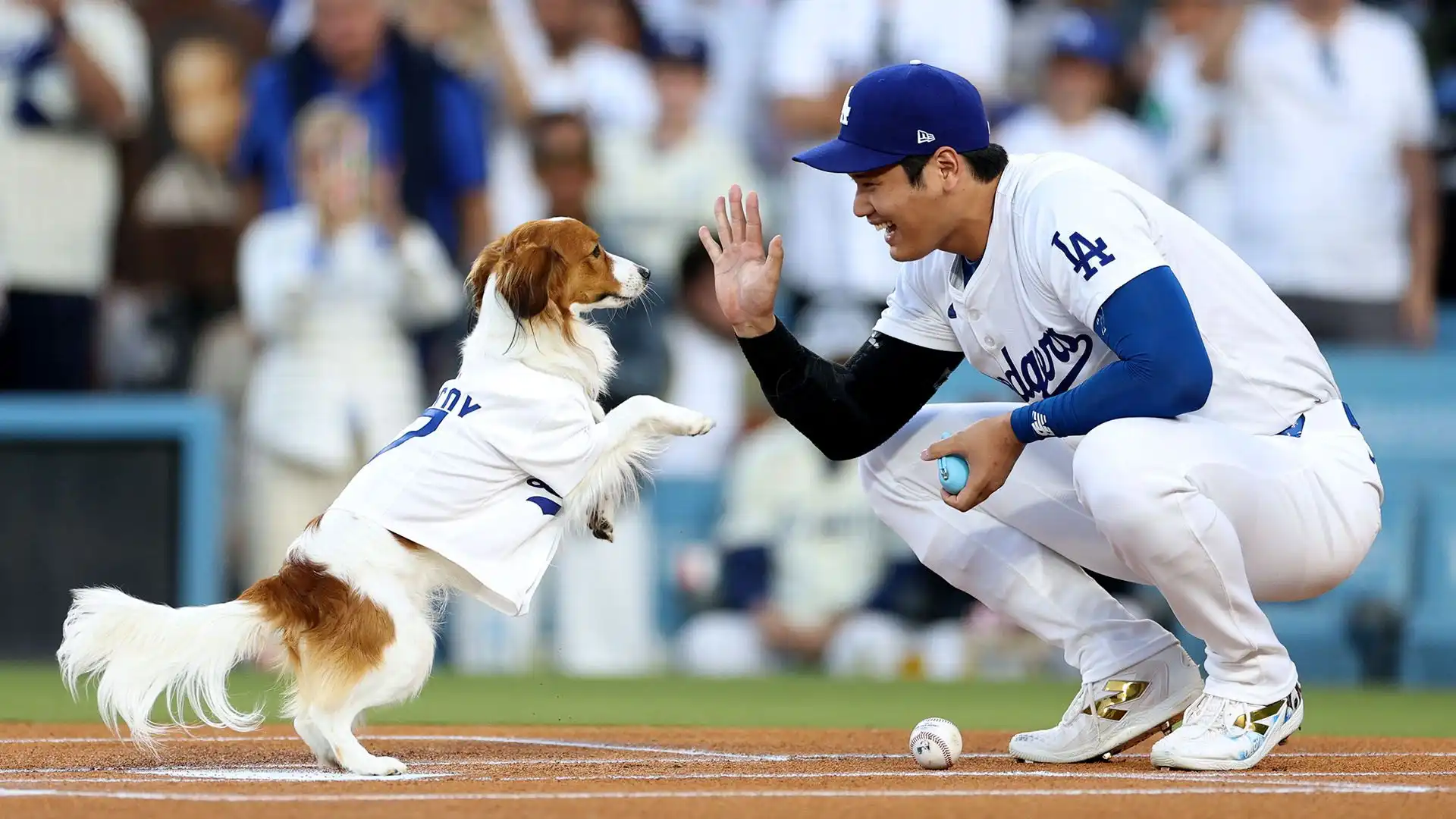 Prima del match, il cane di Ohtani si è preso la scena