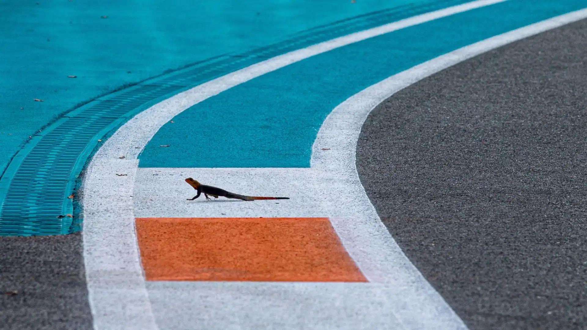 Gli steward hanno rincorso a lungo la bestiola prima di afferrarla