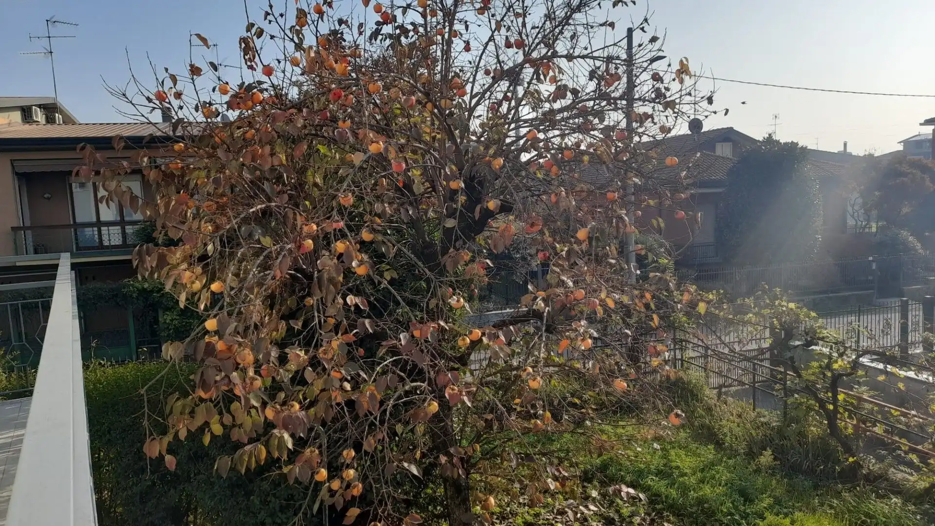 Il caco ha origini Cinesi, per questo motivo viene chiamato anche Mela d'Oriente e per i cinesi è l'albero delle Sette Virtù