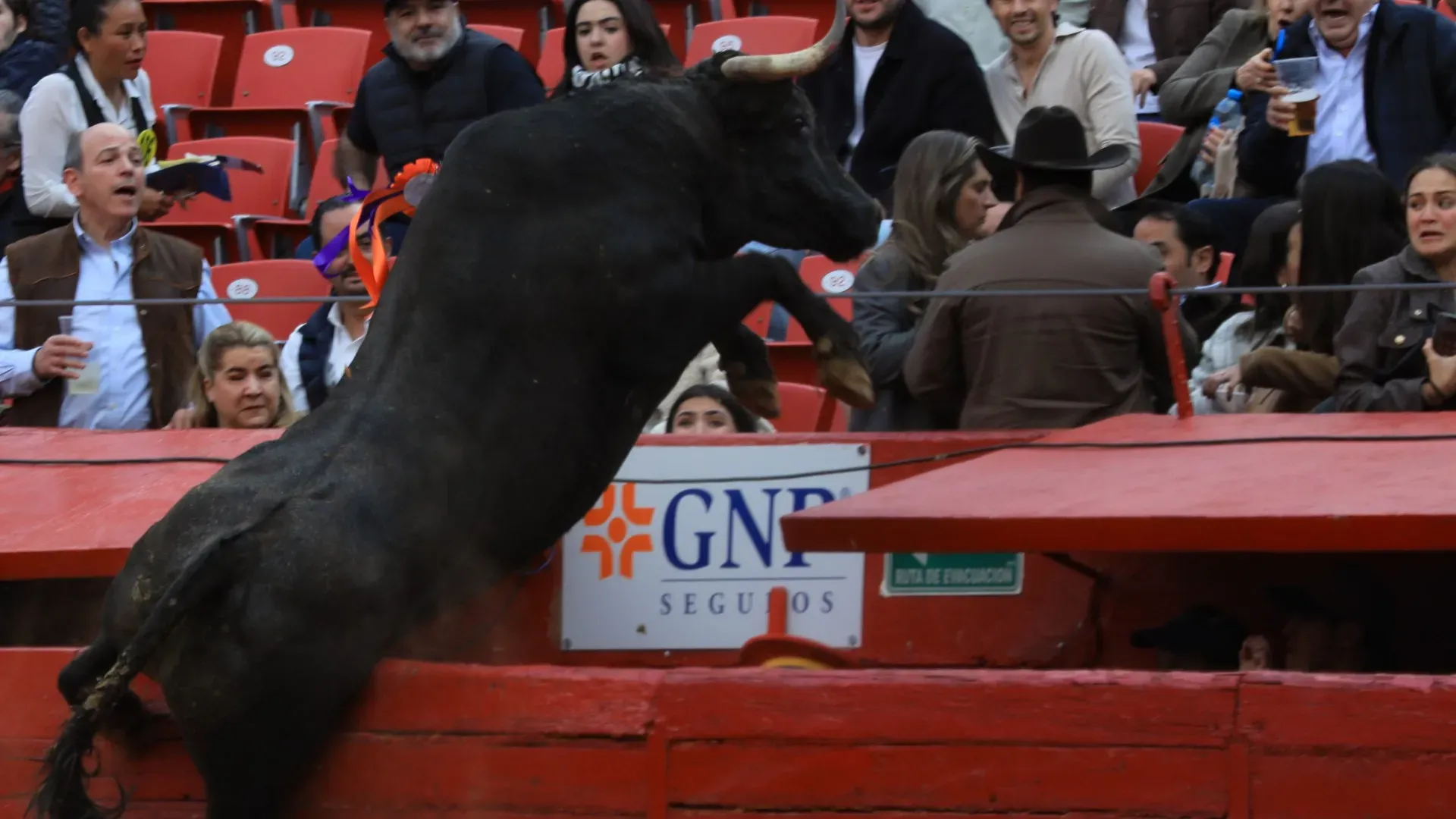 Il toro del ranch José Garfias 'Hechicero' ha rotto la barriera di sicurezza