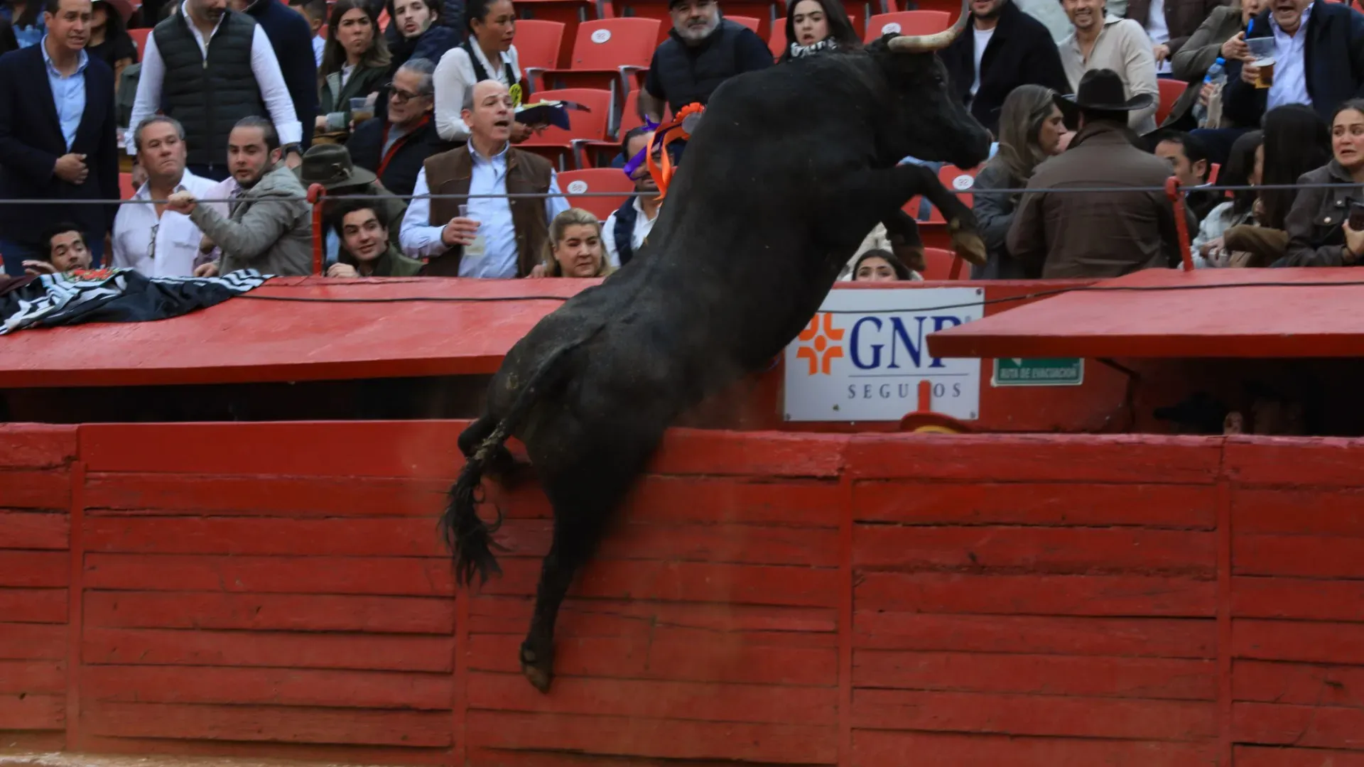 Lo staff di sicurezza è intervenuto subito per intercettare il toro