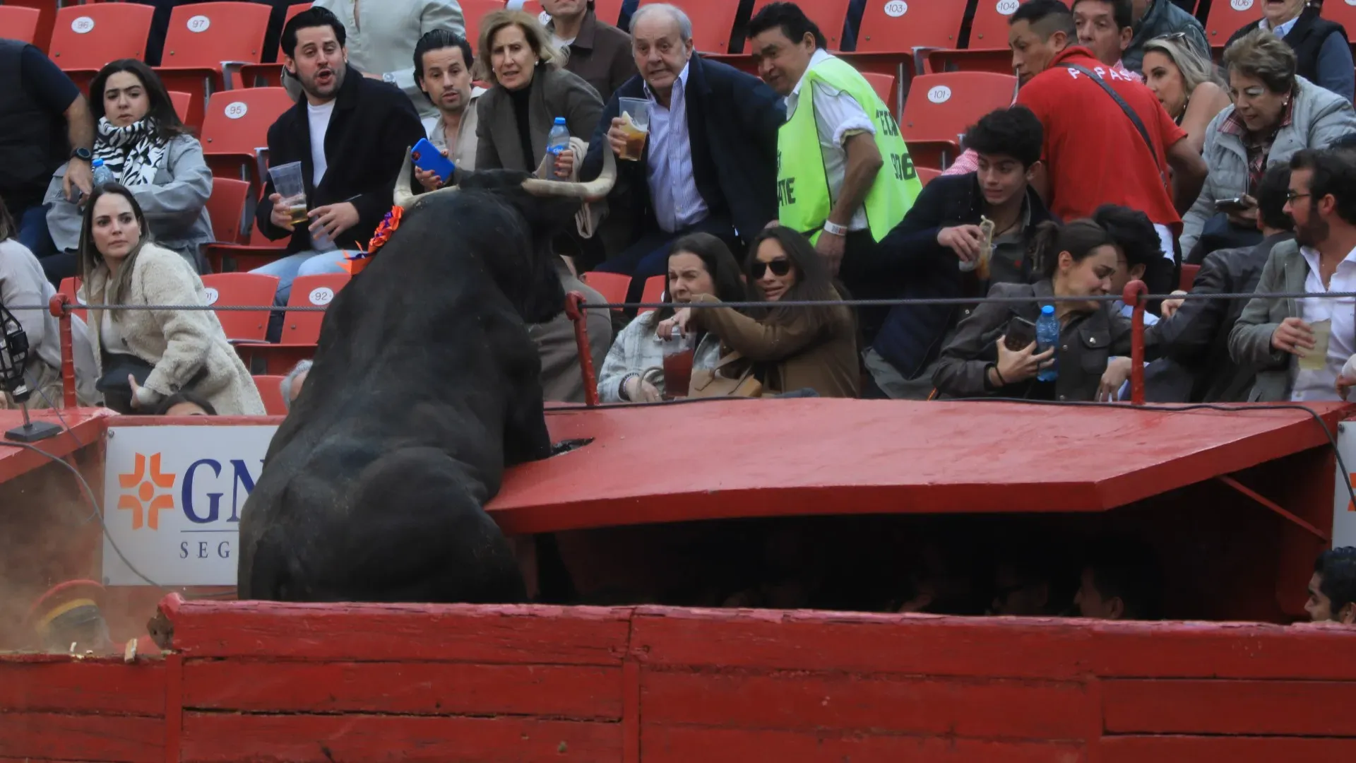 L'enorme animale si è pericolosamente avvicinato al pubblico