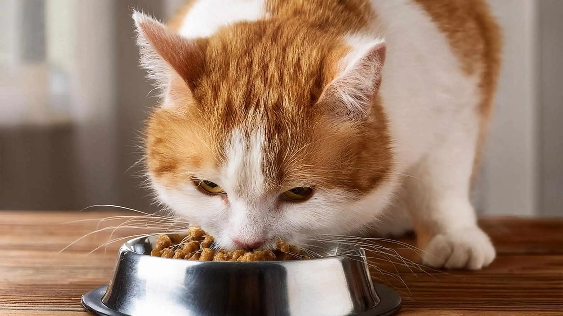 Mangia sempre? No, sa regolarsi. L'importante è che non smetta di mangiare